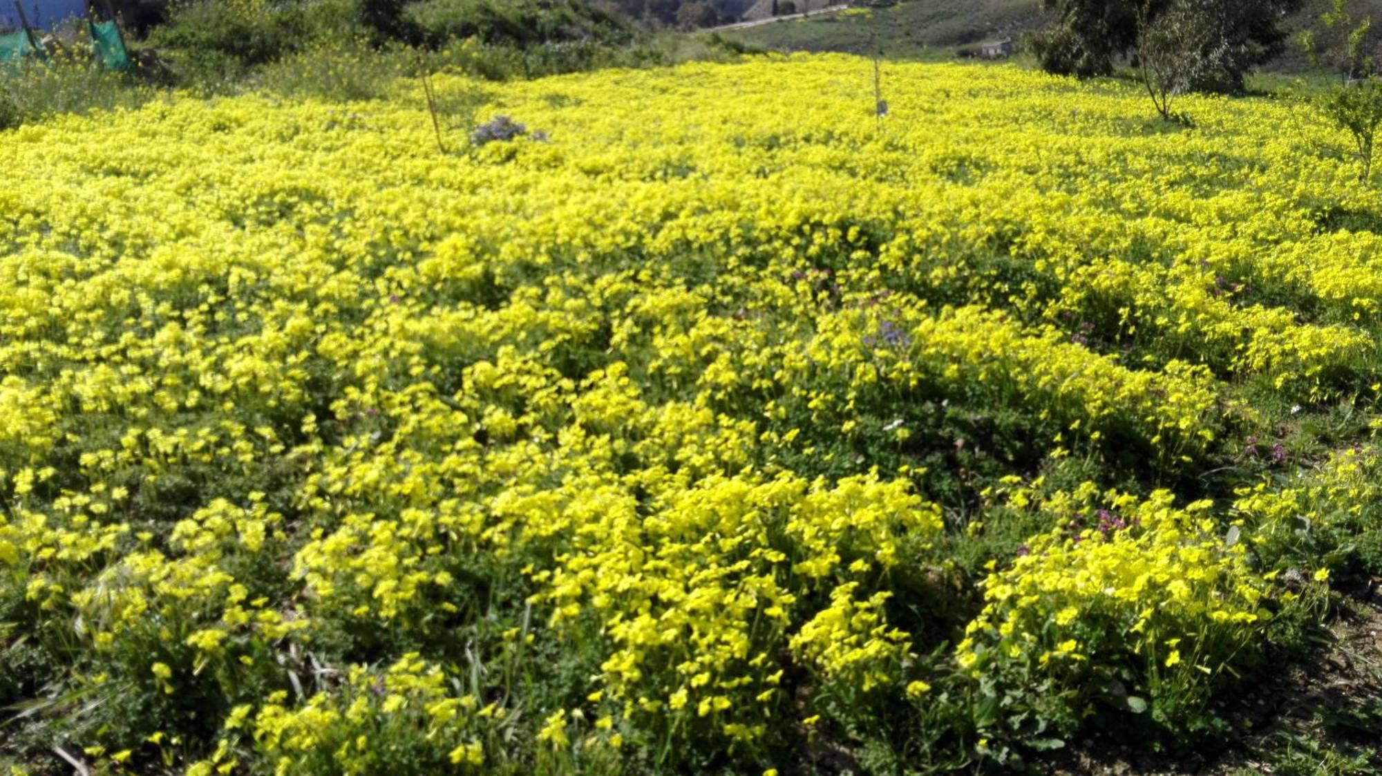Helimos Bed&Breakfast Segesta Temple-Castellammare Calatafimi Bagian luar foto